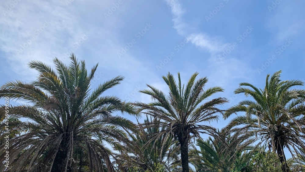 Tall palm trees beneath a clear blue sky, symbolizing tropical vacation vibes and serene summer landscapes Tall palm trees beneath a clear blue sky, symbolizing tropical vacation vibes and serene summer landscapes