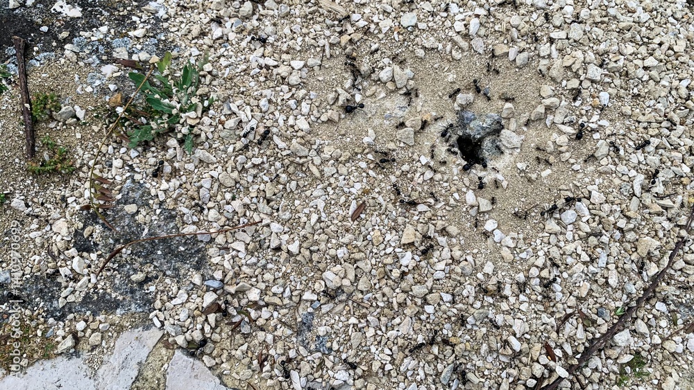 Ants swarming into a burrow on rocky ground, symbolizing teamwork and nature's complexity, World Nature Conservation Day Ants swarming into a burrow on rocky ground, symbolizing teamwork and nature's complexity, World Nature Conservation Day