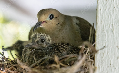 Mourning Dove Zenaida macroura nest with an adult male and two chicks