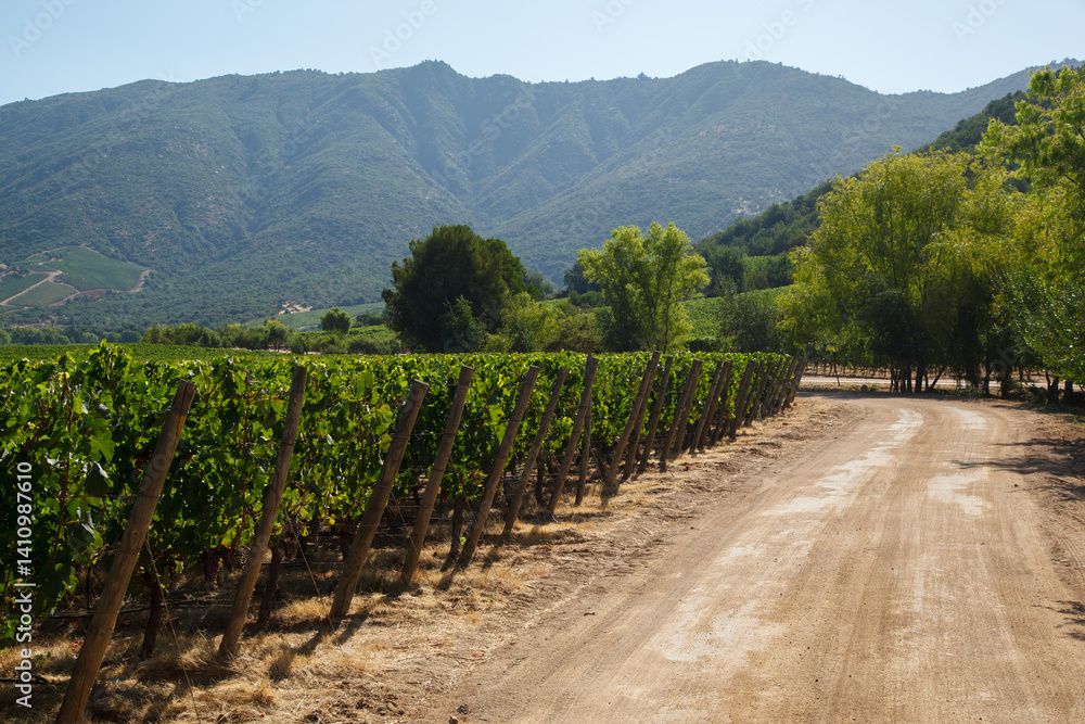 Grape vineyards in a typical winery in Colchagua valley, Chile