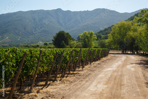 Obraz na płótnie Grape vineyards in a typical winery in Colchagua valley, Chile w salonie