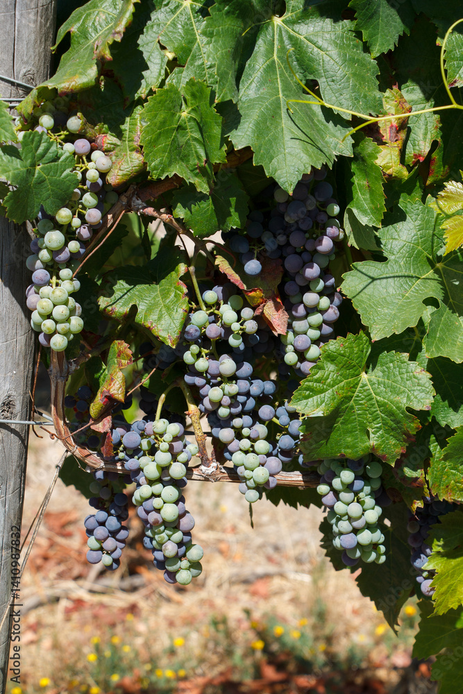 Grape vineyards in a typical winery in Colchagua valley, Chile