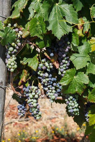 Obraz na płótnie Grape vineyards in a typical winery in Colchagua valley, Chile w salonie