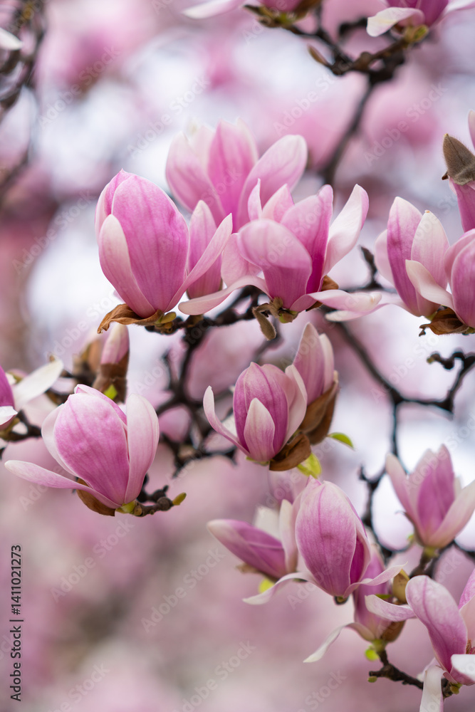Fototapeta premium Magnolia soulangeana, also known as Saucer or Chinese Magnolia. Vibrant pink flowers blossoms on tree branches in full bloom. Magnolia 'Heaven Scent' is Magnolia cultivar with pink flowers