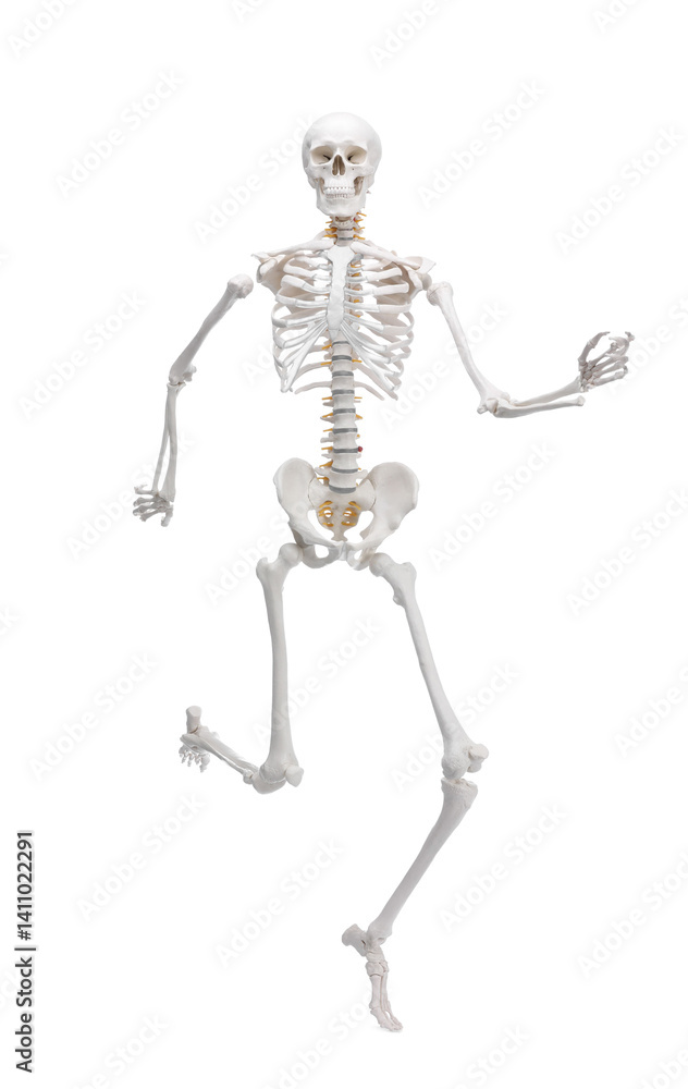 Artificial human skeleton model isolated on white Artificial human skeleton model isolated on white