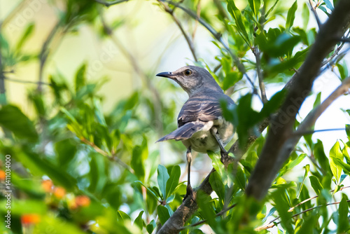 bird on a branch