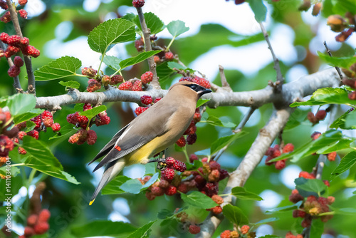bird on a branch of tree