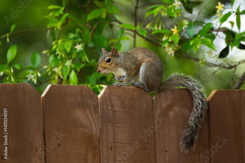 Squirrel on fence