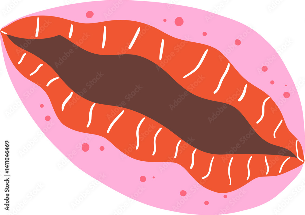 Hand Drawn Open Cowrie Shell