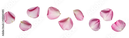Wallpaper Mural pink rose petals isolated on white background Torontodigital.ca