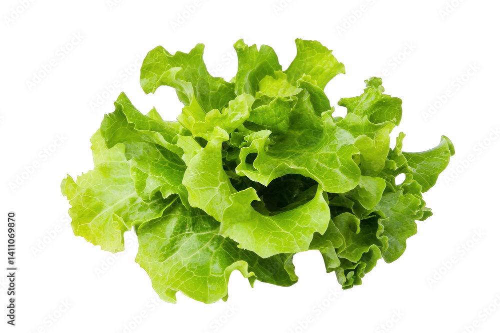 Fresh green lettuce displayed against a white background highlighting its vibrant color and crisp texture, perfect for salads and healthy dishes prepared at home Fresh green lettuce displayed against a white background highlighting its vibrant color and crisp texture, perfect for salads and healthy dishes prepared at home