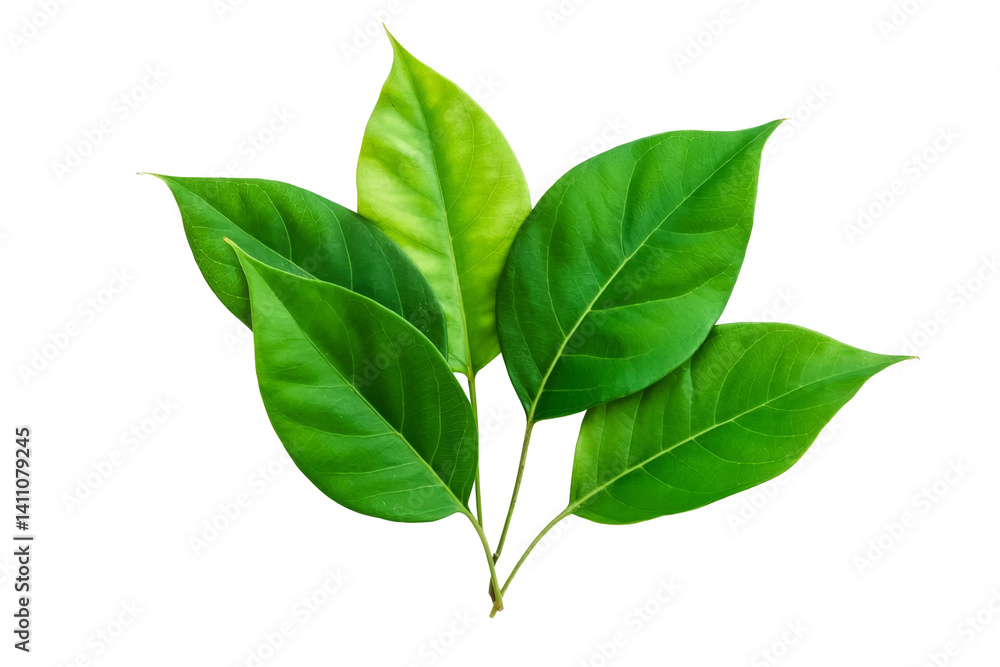 fresh green leaves isolated on white background fresh green leaves isolated on white background