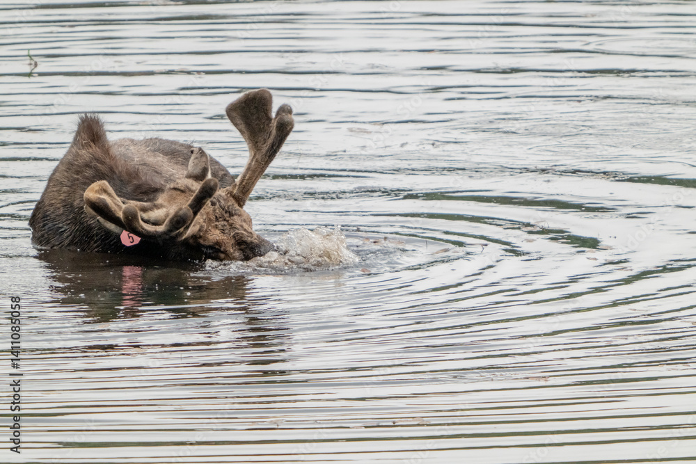 Tagged Bull Moose Puts Nose Below Water and Blows Bubbles
