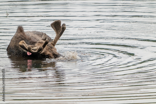 Tagged Bull Moose Puts Nose Below Water and Blows Bubbles