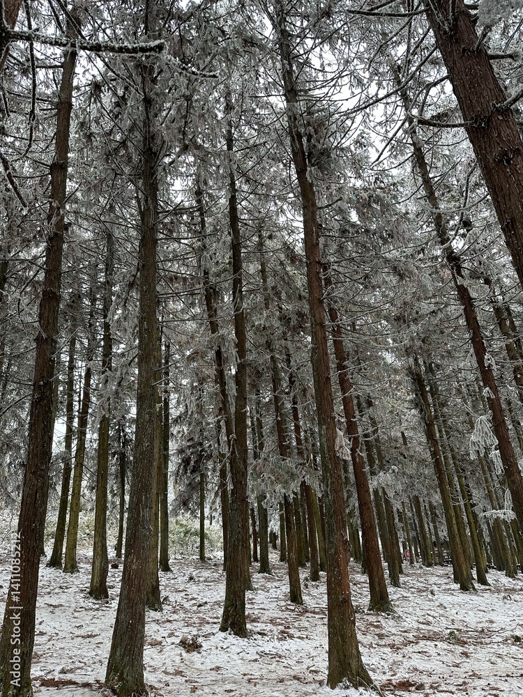 Fototapeta premium Snow-Covered Pine Forest in Winter
