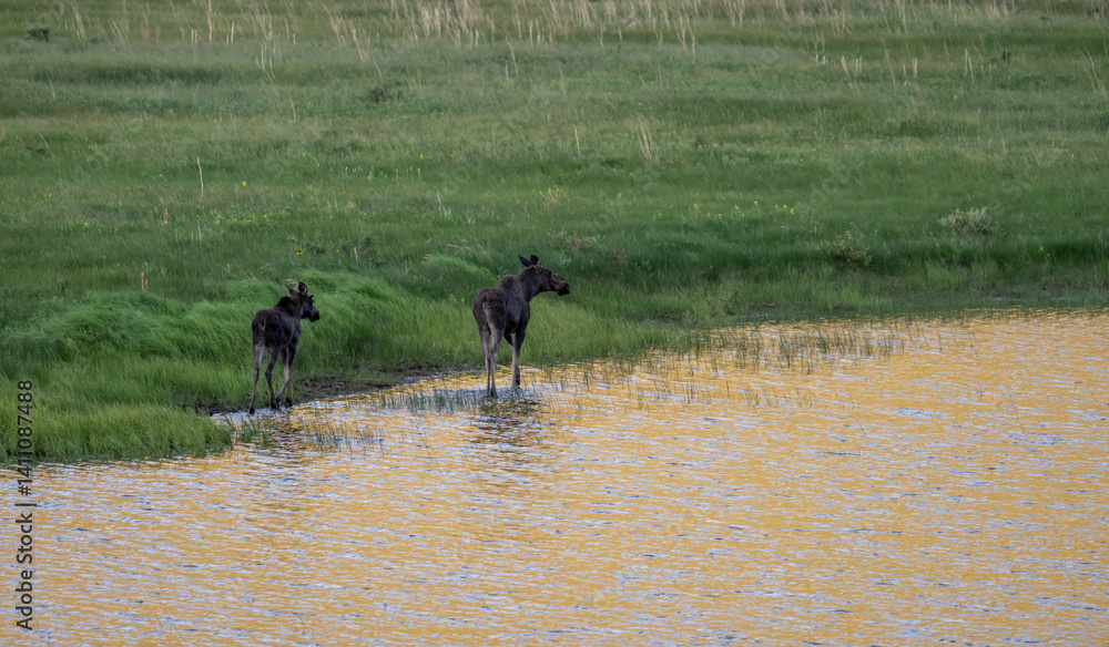Two Moose Walk Along The Edge A Gold Reflecting Pond