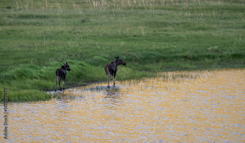 Obraz na płótnie Two Moose Walk Along The Edge A Gold Reflecting Pond w salonie