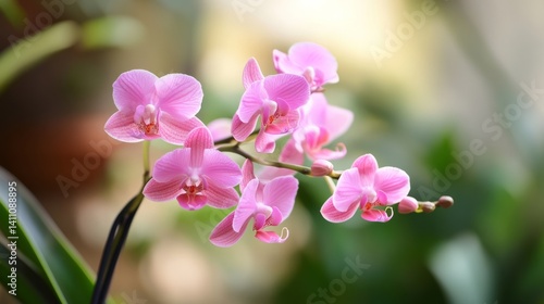 pink orchid flowers