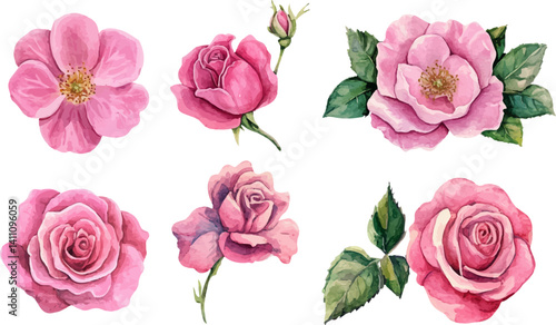 set of pink roses vector