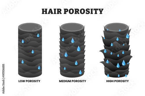 Different types of hair porosity types, educational medical poster design healthcare scheme, labeled normal, medium and high porosity. Part of hair with water drops, moisture absorbed and retained.