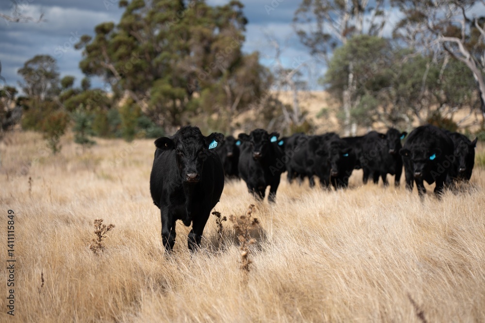beautiful cattle in Australia eating grass, grazing on pasture. Herd of cows free range beef being regenerative raised on an agricultural farm. Sustainable farming of food crops. Cow in field beautiful cattle in Australia eating grass, grazing on pasture. Herd of cows free range beef being regenerative raised on an agricultural farm. Sustainable farming of food crops. Cow in field