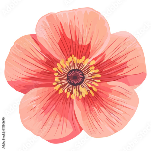 Poppy illustration flower petals vector