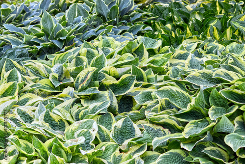Costa adding to the beauty of a flower park, Rhody park, Lakeshore park, Mississauga, ON
