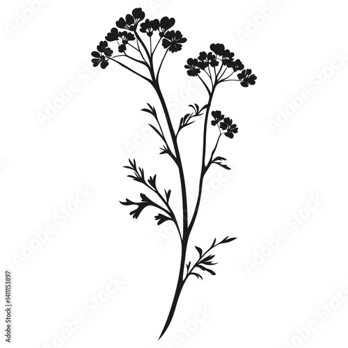Wild flower Wild Celery illustration simple design vector