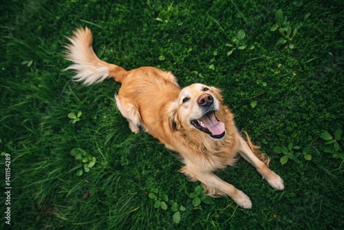 Very happy golden retriever, top view over green grass-generated by ai