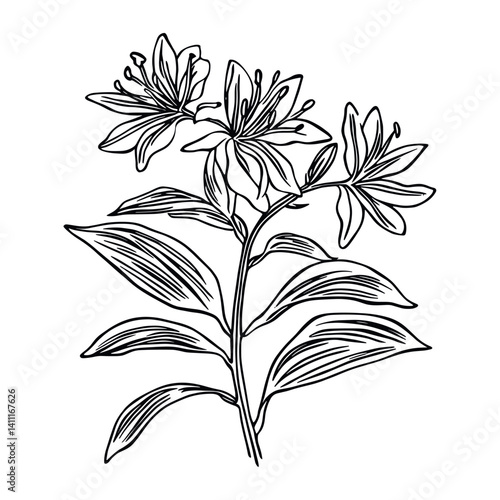 Honeysuckle drawing art sketch vector