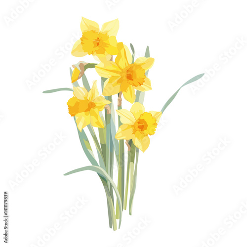 Daffodil daffodils illustration watercolor vector
