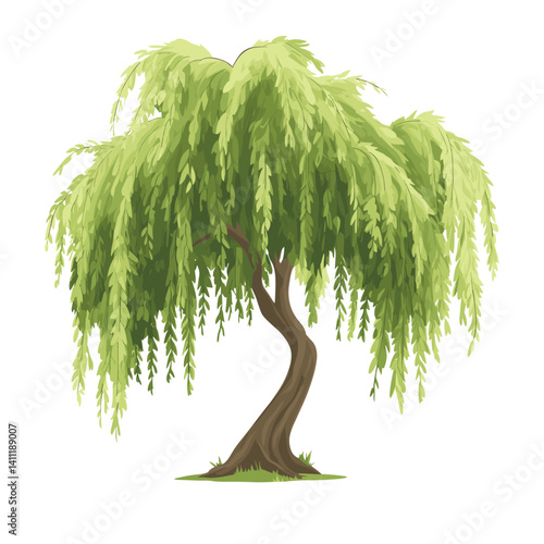 Willow tree willow illustration art vector