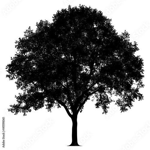 Maple tree outline silhouette white illustration vector