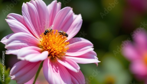 Insects flit around the flower, drawn in by its sweet scent and vibrant colors, adding a sense of movement and life to the stillness of the blooming scene.