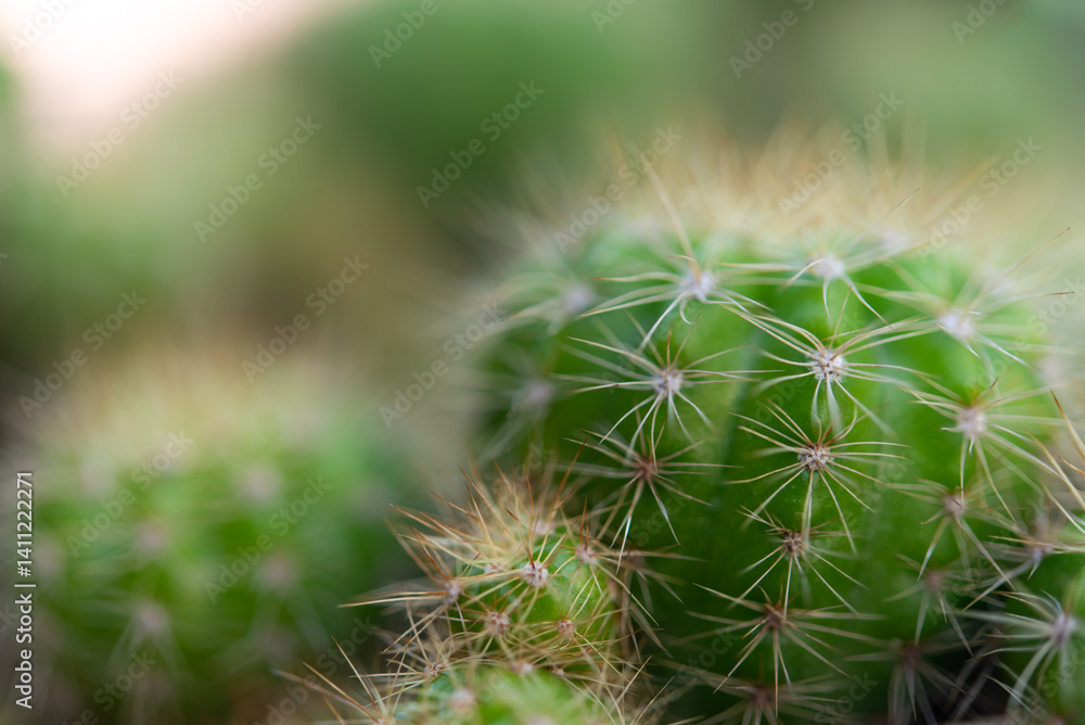 Cactus and Cactus flowers popular for decorative Cactus and Cactus flowers popular for decorative