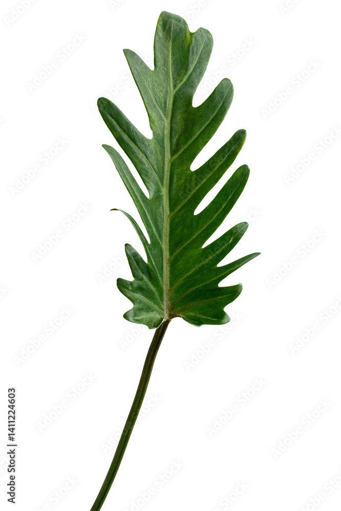 Fototapeta premium Fresh green Philodendron Xanadu leaf transparent png