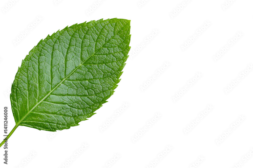 Leaf is shown on a white background, isolated Leaf is shown on a white background, isolated