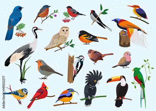 A vibrant vector illustration set featuring a variety of exotic and native birds from around the world. 