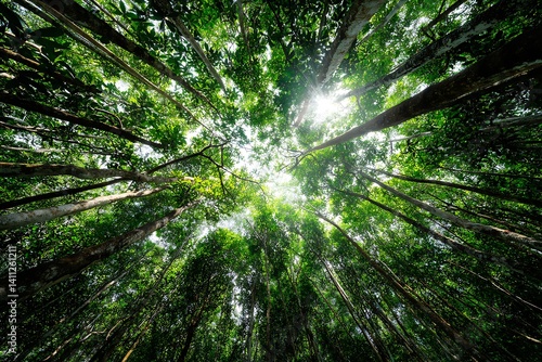 Looking up at a lush green forest canopy with tall trees and sunlight filtering through