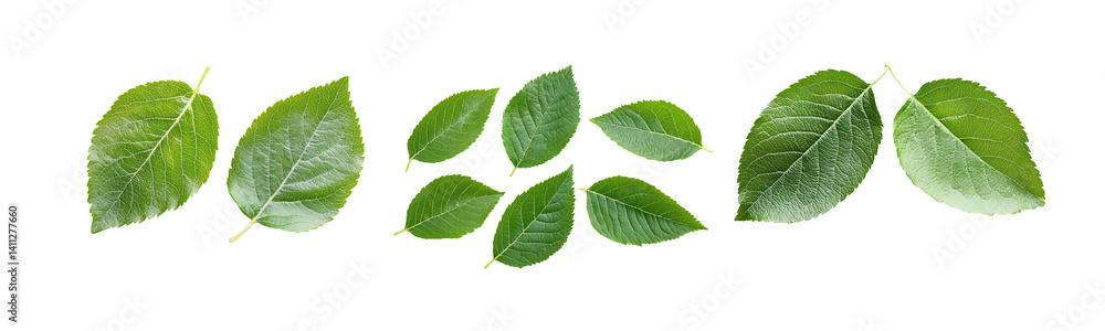 Fototapeta premium green leaves isolated on white background.
