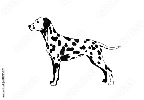 Dalmatian silhouette. This image shows the profile of a dalmatian, also referred to as a spotted dog or coach dog. Vector clipart black illustration design.
