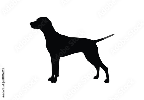 English pointer silhouette. A black silhouette image of an English Pointer dog standing in profile, also referred to as a hunting canine or bird dog. Vector clipart black illustration design.