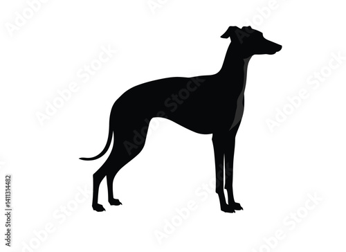 Italian greyhound silhouette. This image depicts the side profile of an Italian Greyhound standing gracefully, sleek sighthound or elegant pet. Vector clipart black illustration design.