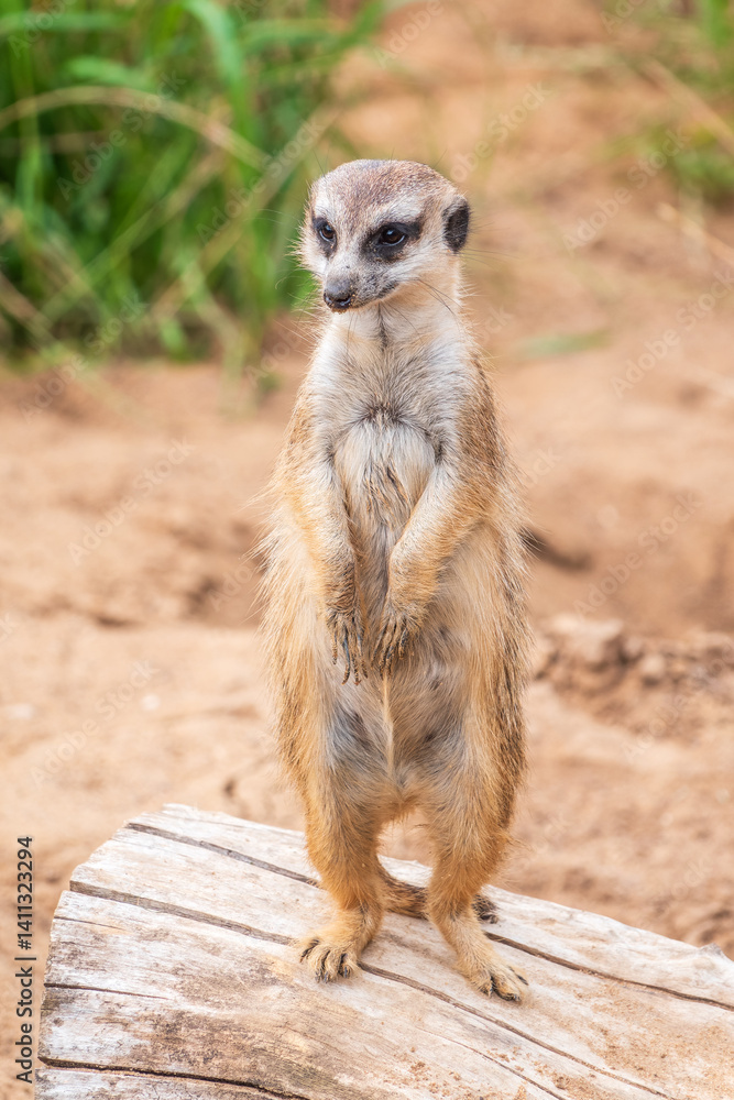 Meerkat, Suricata suricatta, on hind legs. Portrait of meerkat standing on hind legs with alert expression. Portrait of a funny meerkat sitting on its hind legs. Meerkat, Suricata suricatta, on hind legs. Portrait of meerkat standing on hind legs with alert expression. Portrait of a funny meerkat sitting on its hind legs.