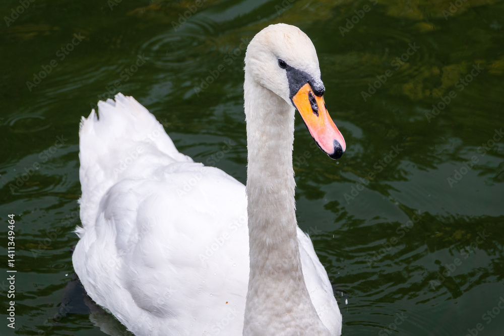 Obraz premium A graceful white swan swimming on a lake with dark water. The white swan is reflected in the water