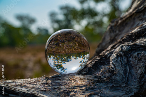 A unique and beautiful image of a tree in a crystal ball with branches revealing twisted trunks and green trees under a blue sky and a savannah atmosphere. natural landscape reflected a crystal ball