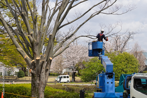 高所作業車に乗って公園の木の枝を伐採する作業員