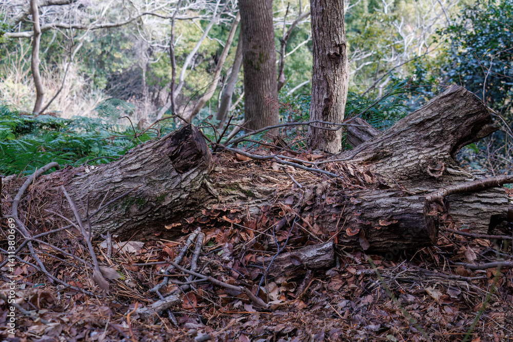 Fototapeta premium 枝の塊。 熱海市の山麓にある広い公園。 美しい名勝地の入江、錦ヶ浦を見下ろす斜面の散策コースを歩いている。 静岡県熱海市-2025/2/1 
