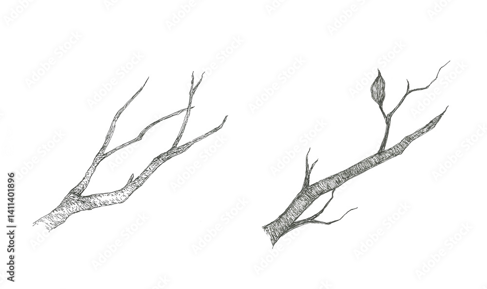 Fototapeta premium 枯れ枝の手描きイラスト