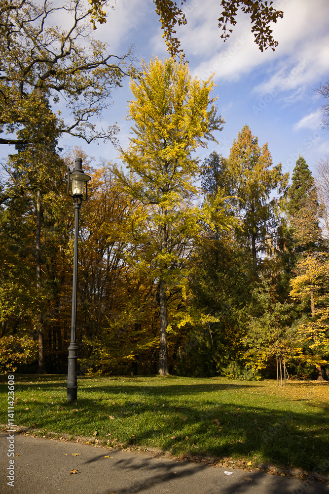 Naklejka premium Park on a sunny autumn day. Trees with yellow leaves illuminated by the warm autumn sun. Yellow autumn leaves falling on the grass under the tree.